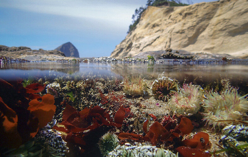 Best Tide Pools Oregon Coast